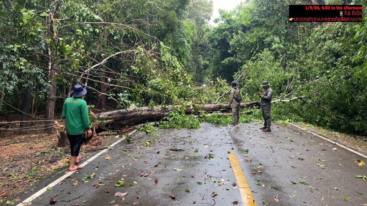 ដើមឈើក្នុងរមណីយដ្ឋានអង្គរ ត្រូវបានខ្យល់បក់ដួលចំកណ្ដាលផ្លូវ កាលពីកន្លងទៅ