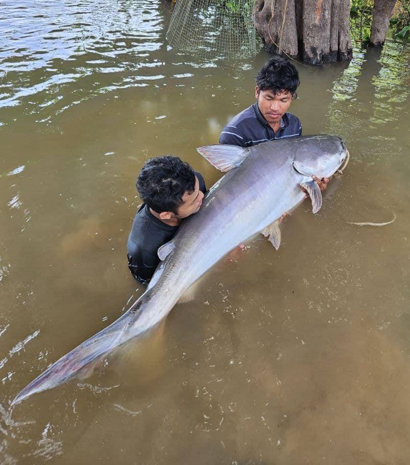 រូបដំណាង