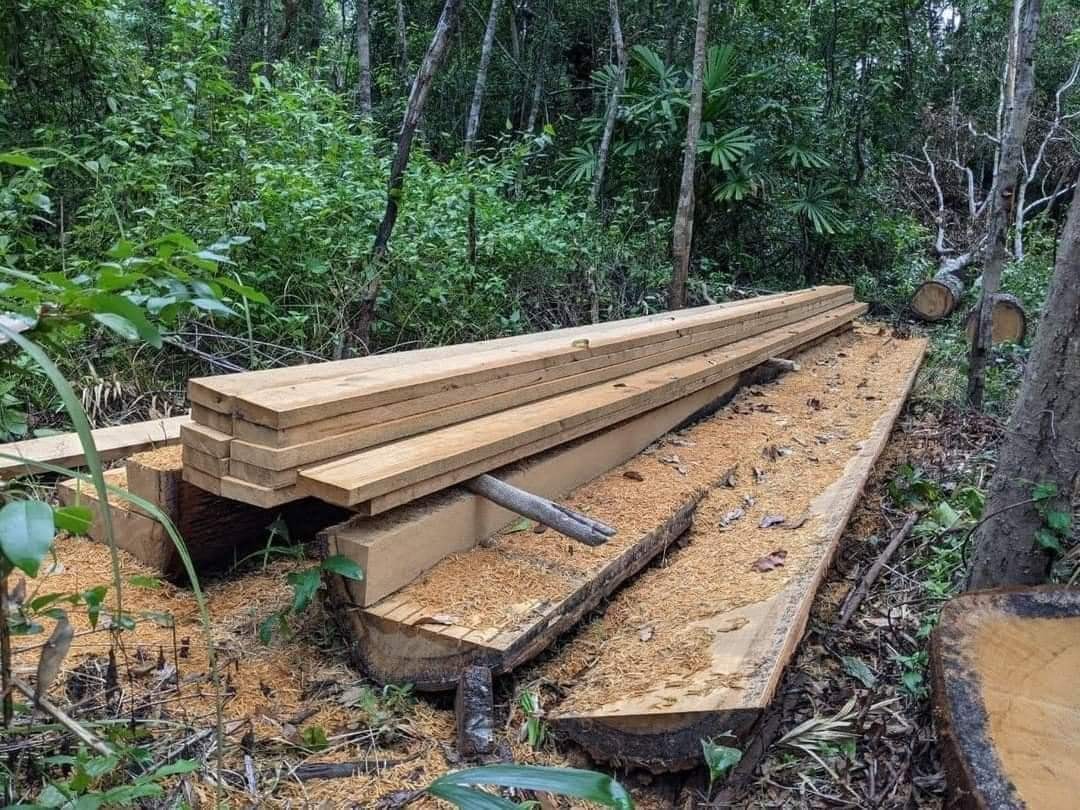 រូបភាពឯកសារ នៃបទល្មើសព្រៃឈើក្នុងដែនជម្រកសត្វព្រៃព្រះរការ កាលពីឆ្នាំ២០២២