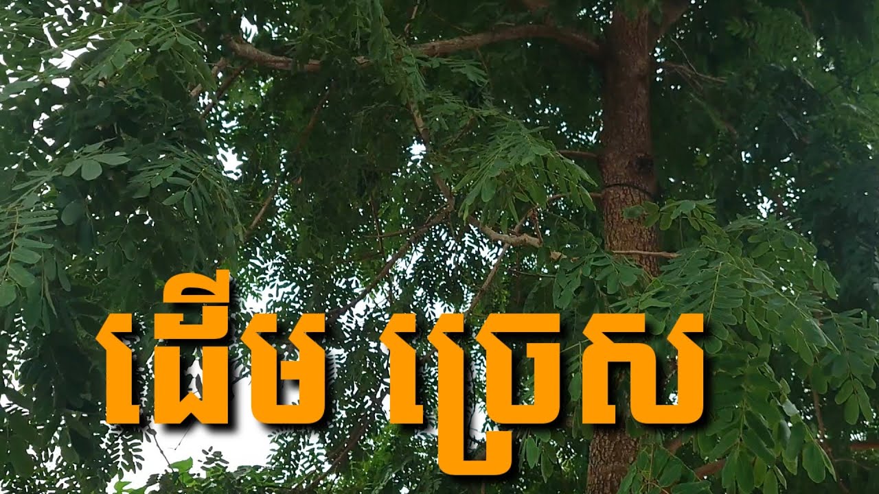 ដើមច្រេស