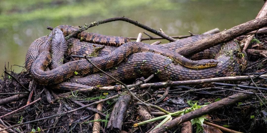 រូបភាព៖ ហ្វេសប៊ុក