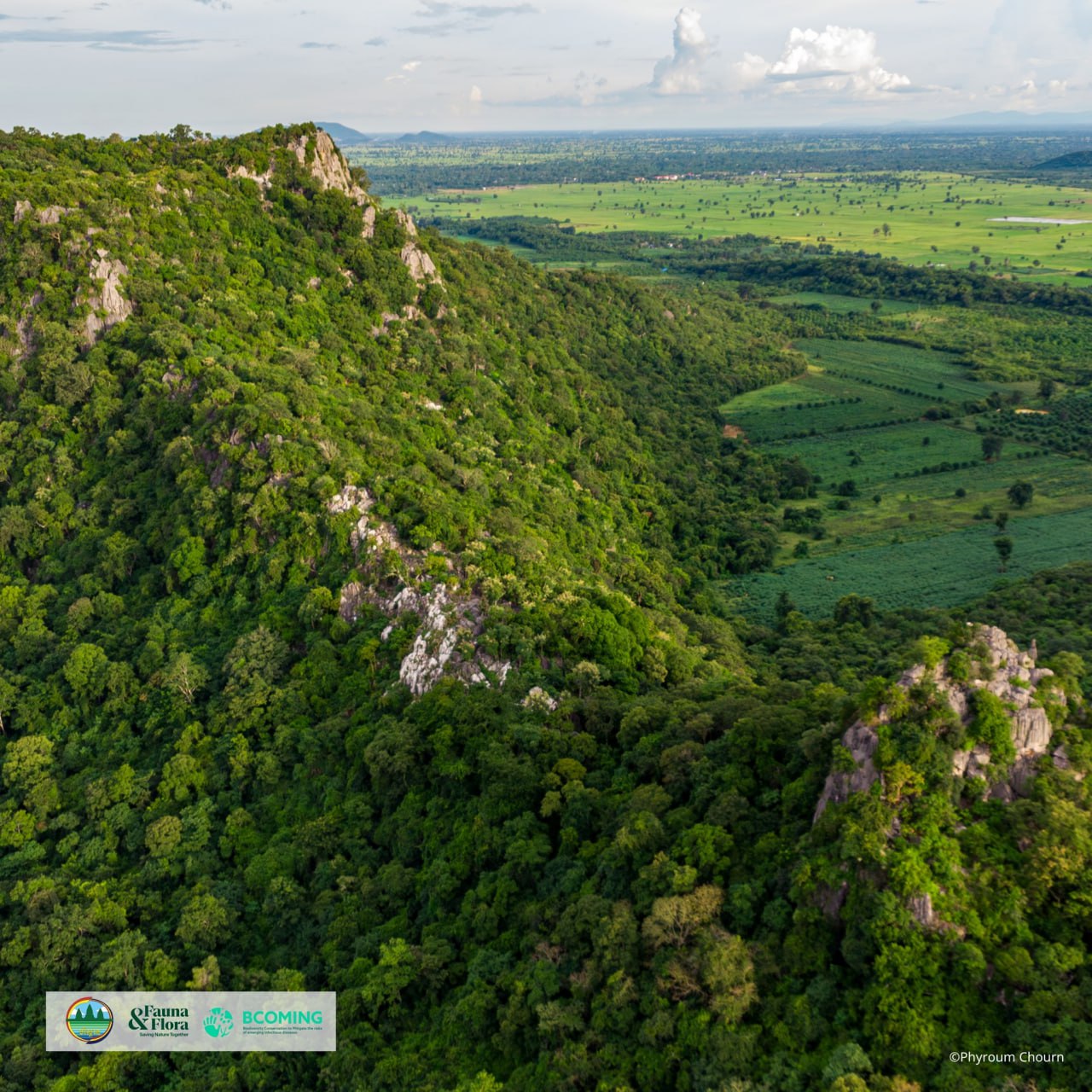 រូបភាពដោយ៖ អង្គការសត្វព្រៃ និងរុក្ខជាតិកម្ពុជា