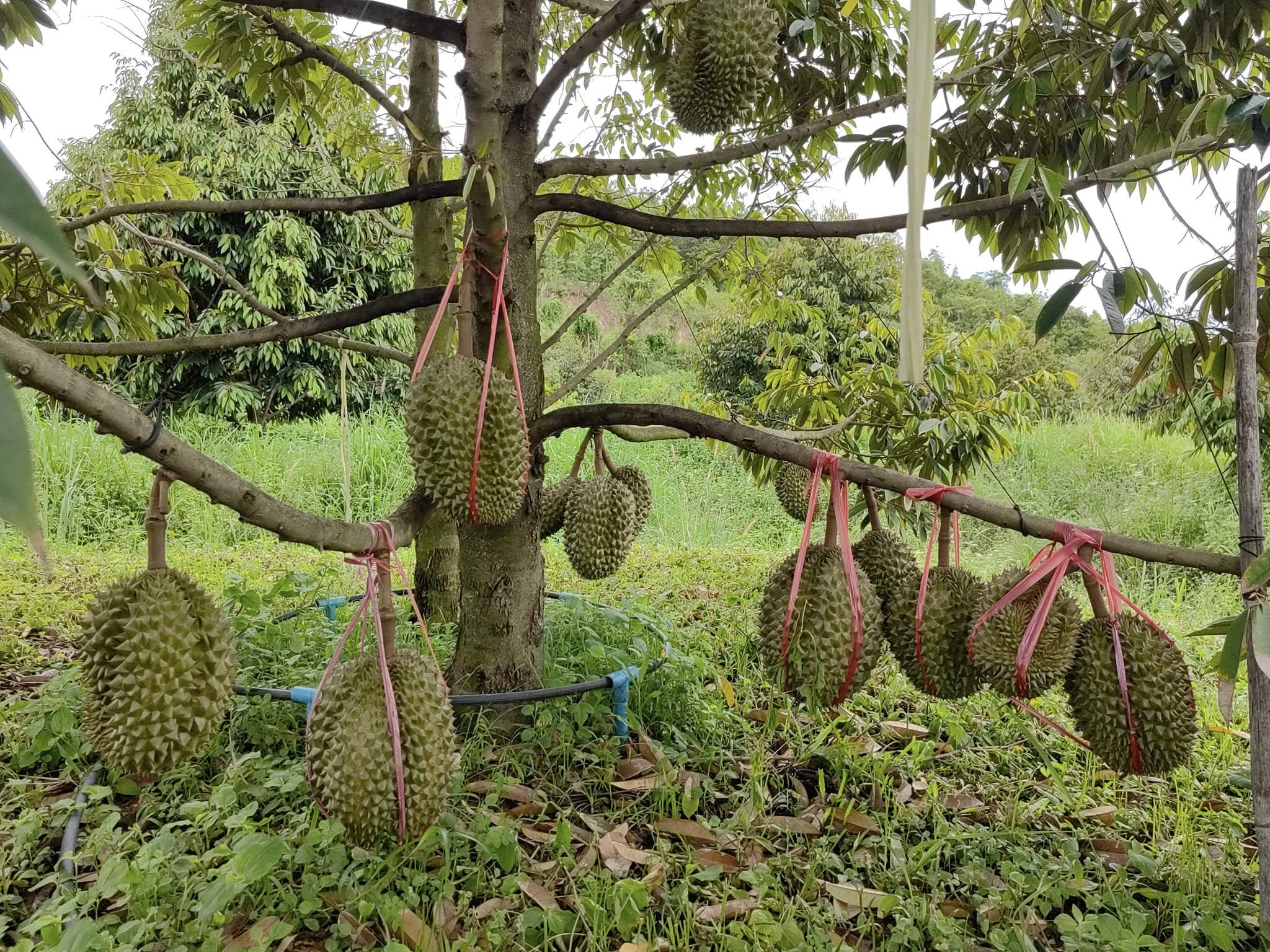 ផ្លែទុរេន