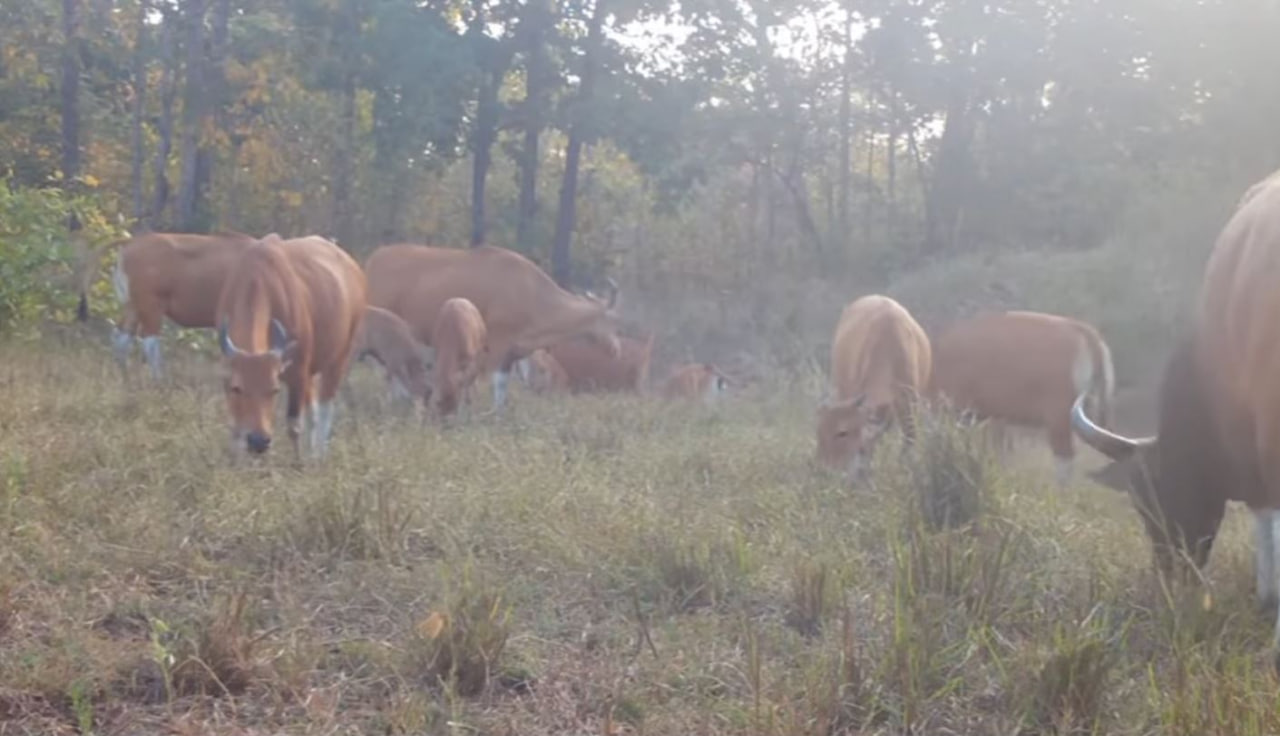 ហ្វូងសត្វទន្សោងដែលក្រសួងថតបាន