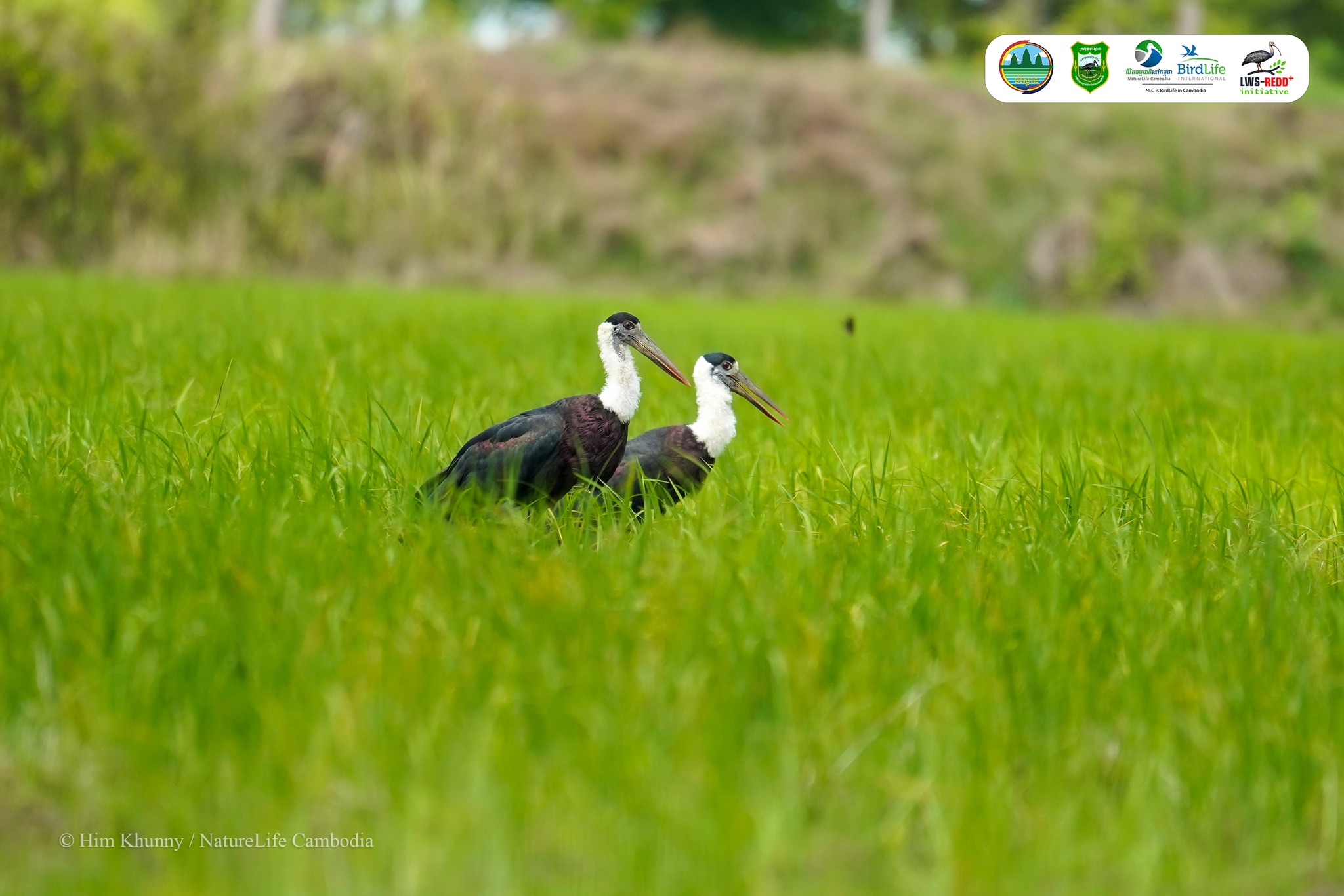 សត្វត្រយងចង្កំ-កស