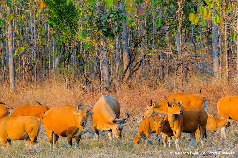 ប្រភពរូបភាព៖ USAID មរតកបៃតង