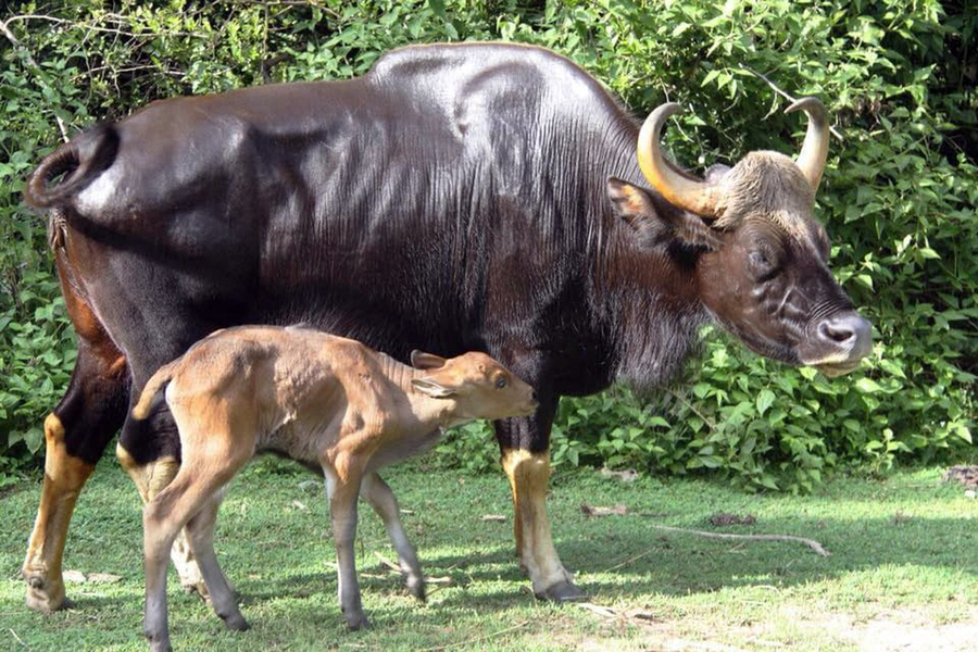 គោព្រៃ (រូបភាពឯកសារ)