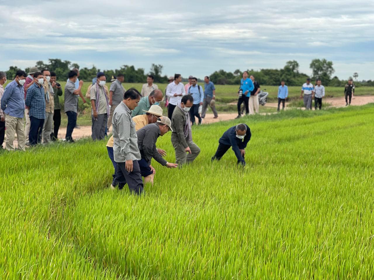 រូបភាព៖ អគ្គនាយកដ្ឋានកសិកម្ម