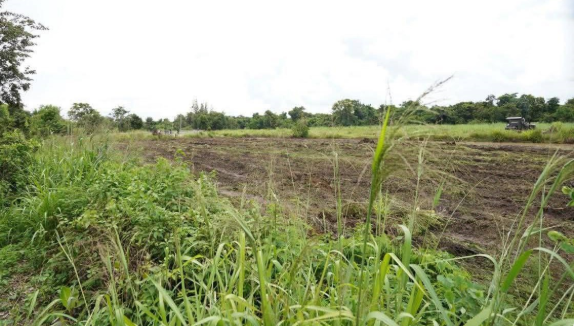 ចម្ការពលរដ្ឋខ្មែរនៅភូមិព្រៃចាន់ បន្ទាប់ពីកងកម្លាំងថៃប្រើគ្រឿងចក្រឈូស។