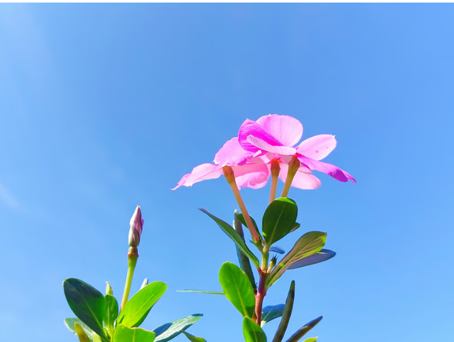 រុក្ខជាតិផេរីវីនខលម៉ាដាហ្កាស្ការ&nbsp;