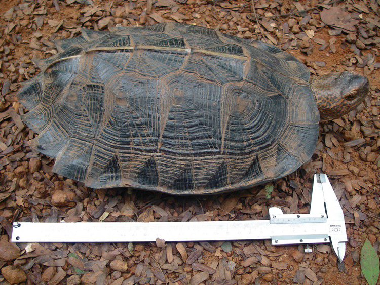 អណ្តើកសោម (Heosemys grandis)