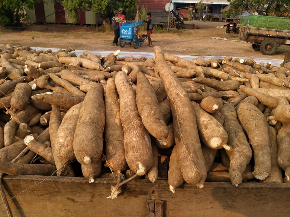 ដំឡូងមី