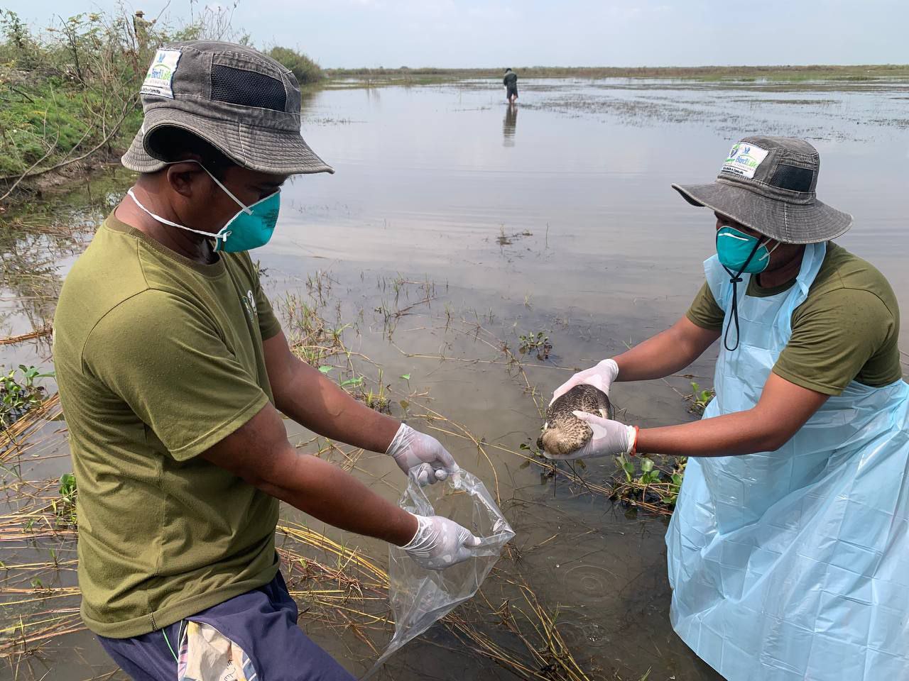 រូបភាព៖ អង្គការជីវិតធម្មជាតិនៅកម្ពុជា (NCO)