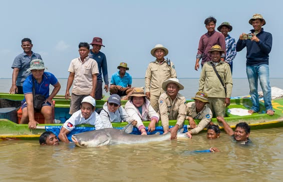 ត្រីរាជ