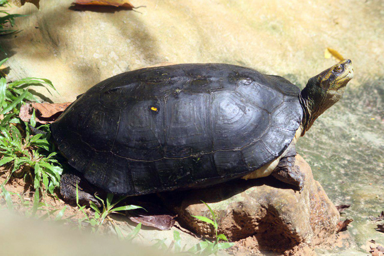 អណ្តើកសង្កល់ (Heosemys annandalii)