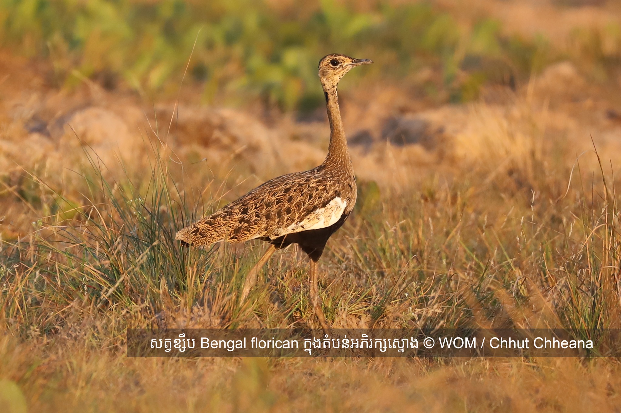 រូបភាពWonders Of The Mekong៖ សត្វបក្សីខ្សឹប តំបន់អភិរក្សសត្វខ្សឹបស្ទោង