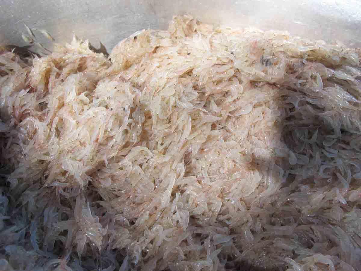 «គី» ស្រស់ ក្រោយពីនេសាទរួច