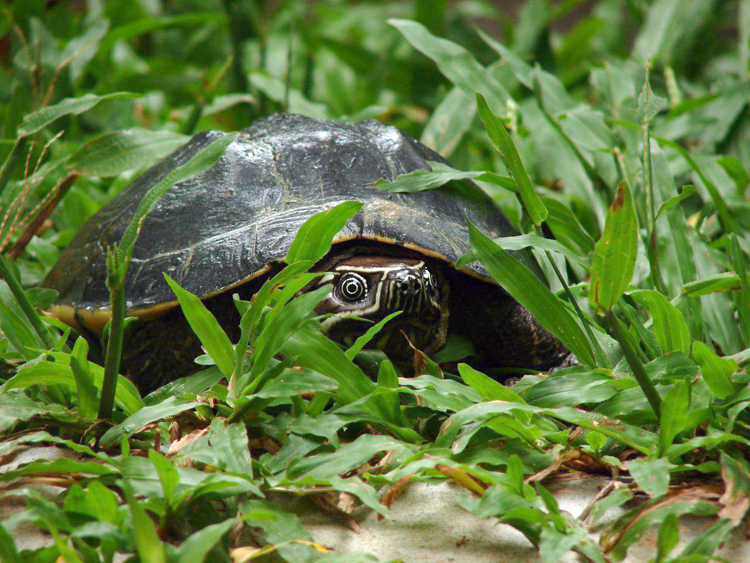 អណ្តើកស្រែ (Malayemys subtrijuga)