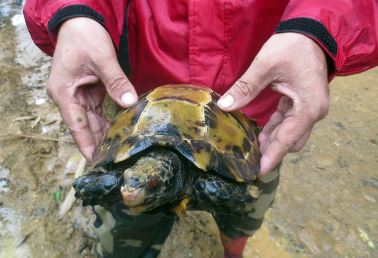 អណ្តើកមាស ឬអណ្តើកខ្នាយ (Manouria impressa)