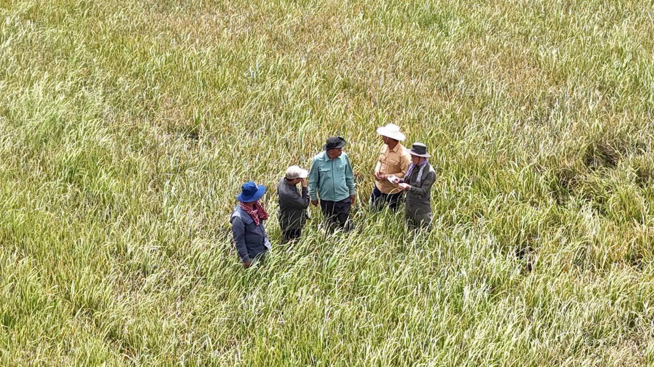 រូបភាព៖&nbsp;អគ្គនាយកដ្ឋានកសិកម្ម 