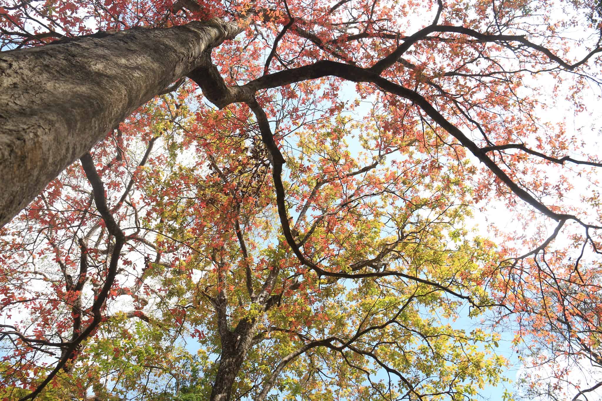 រូបភាព៖ អង្គការ WWF-កម្ពុជា