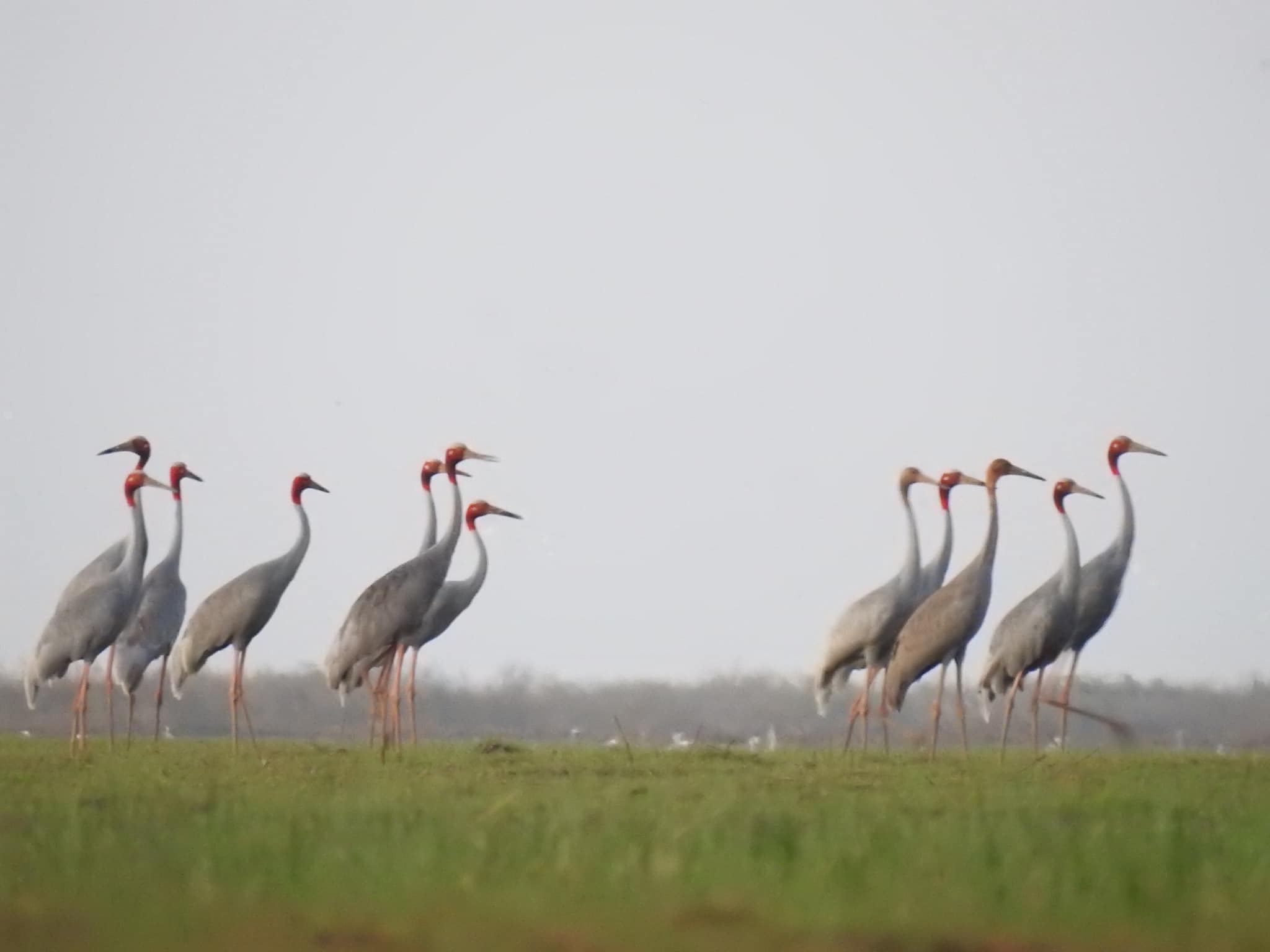 រូបភាព សត្វក្រៀល ប្រភព៖(ក្រសួងបរិស្ថាន)។
