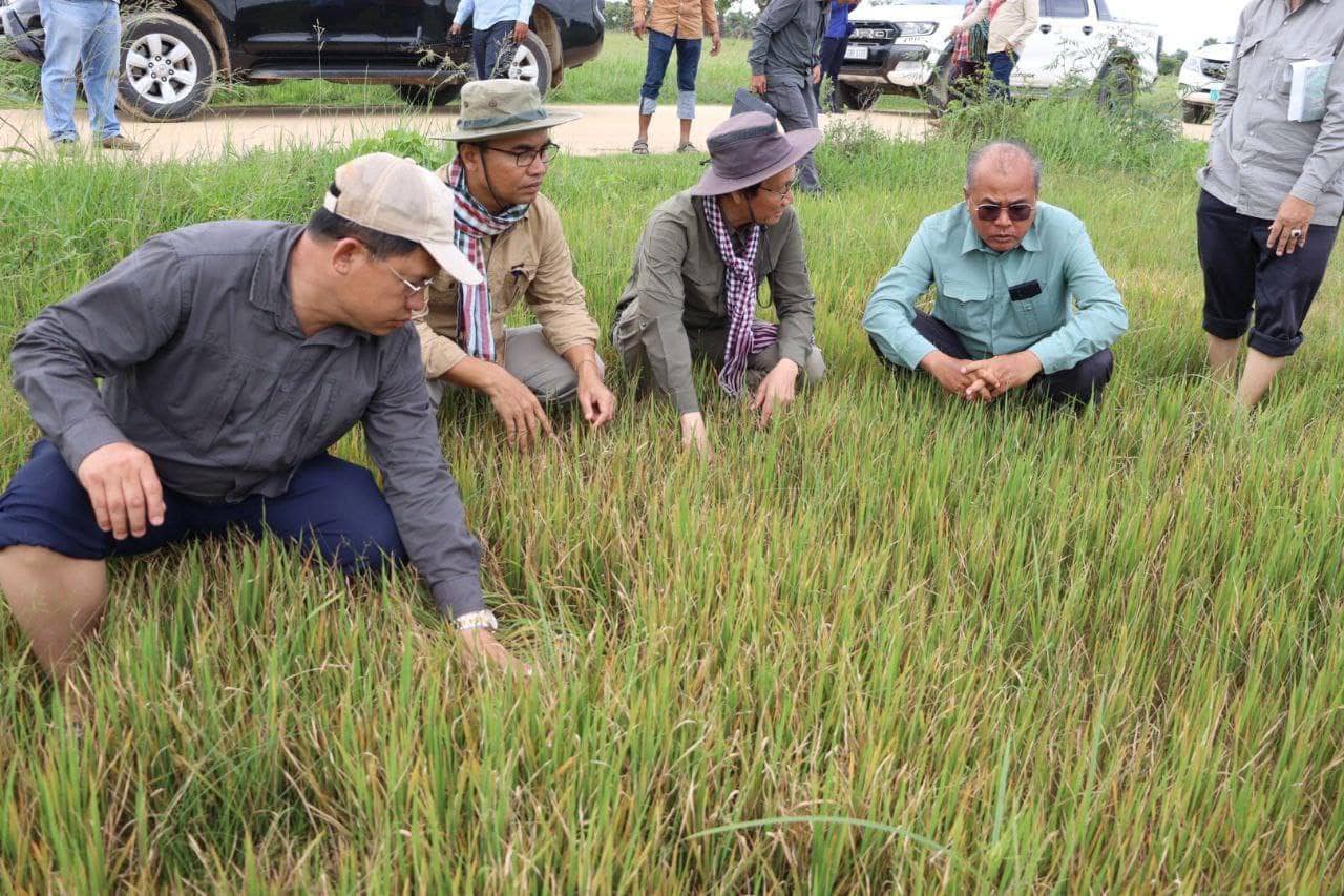 រូបភាព៖ អគ្គនាយកដ្ឋានកសិកម្ម