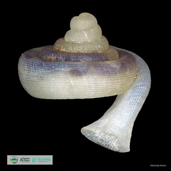 រូបភាពដោយ៖ អង្គការសត្វព្រៃ និងរុក្ខជាតិកម្ពុជា