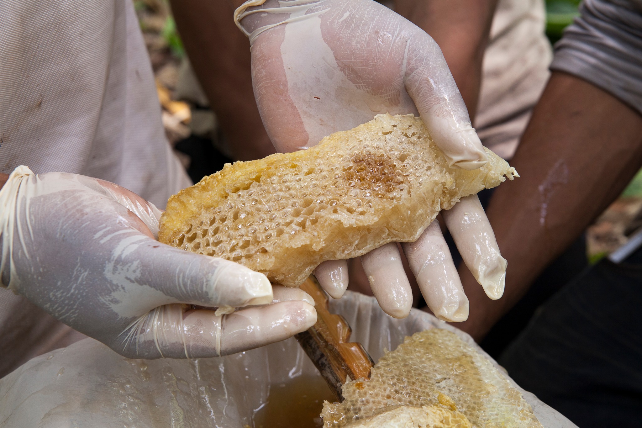 រូបភាព៖ អង្គការ WWF-កម្ពុជា