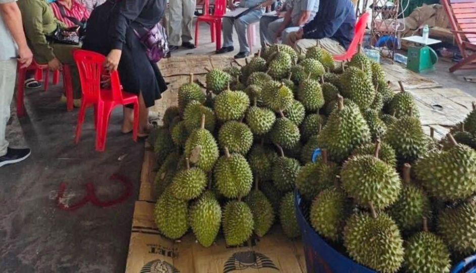 រូបតំណាងអំពីករណីលួចនាំចូលទុរេនពីថៃ។&nbsp;
